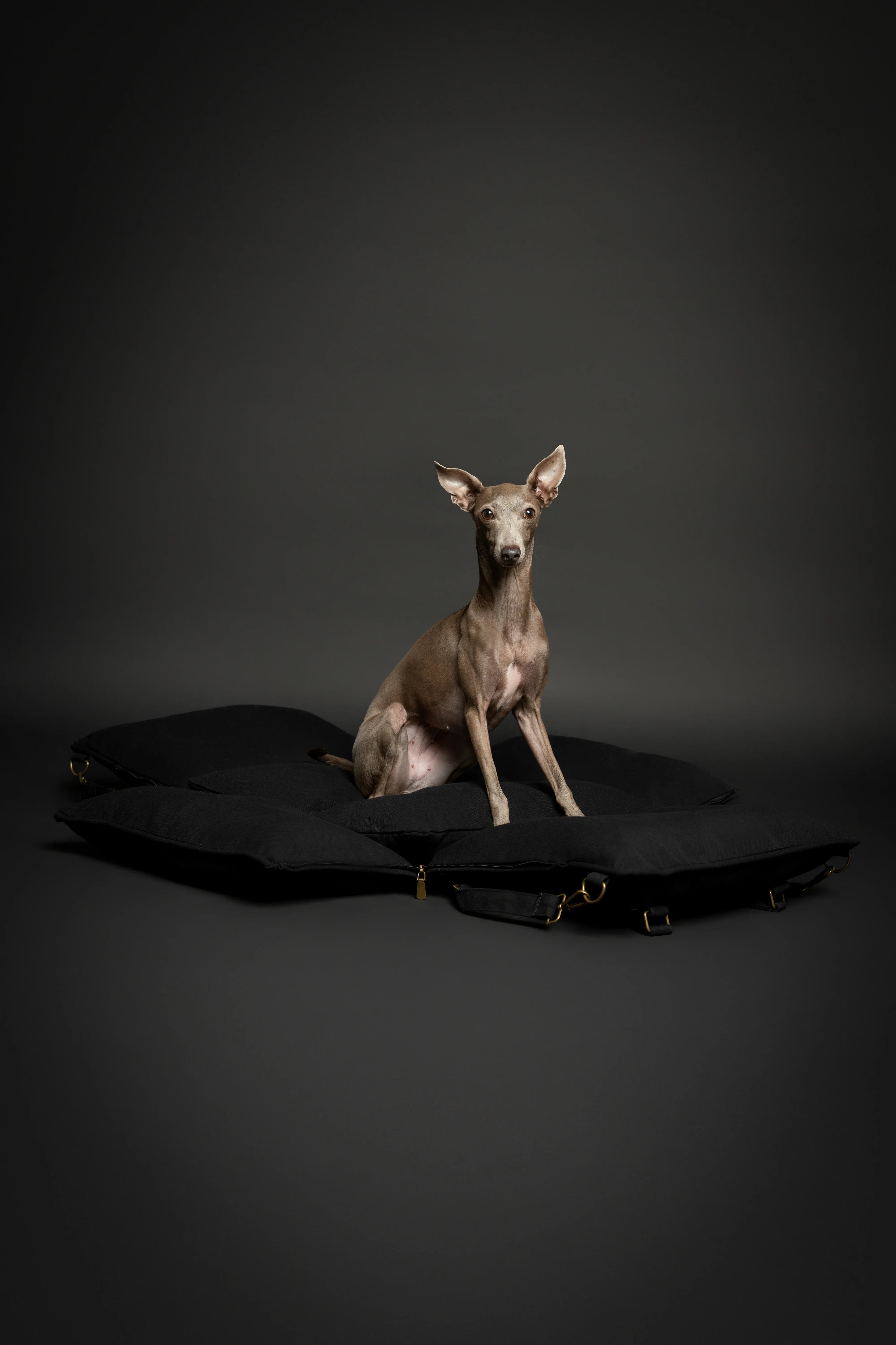 Dog Car Seat Carrier Orthopedic Crushed Foam, Black, Canvas