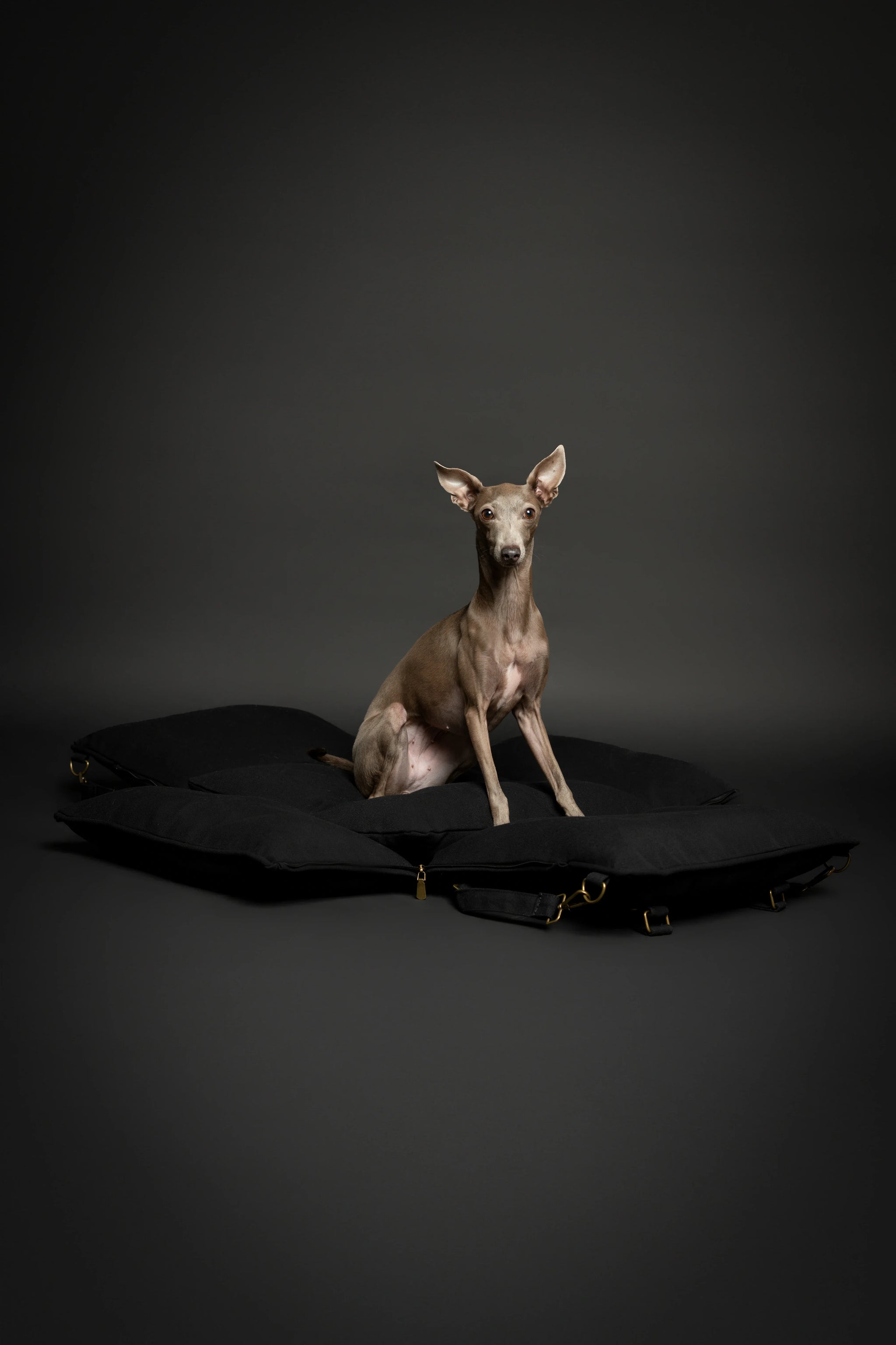 Dog Car Seat Carrier Orthopedic Crushed Foam, Black, Canvas