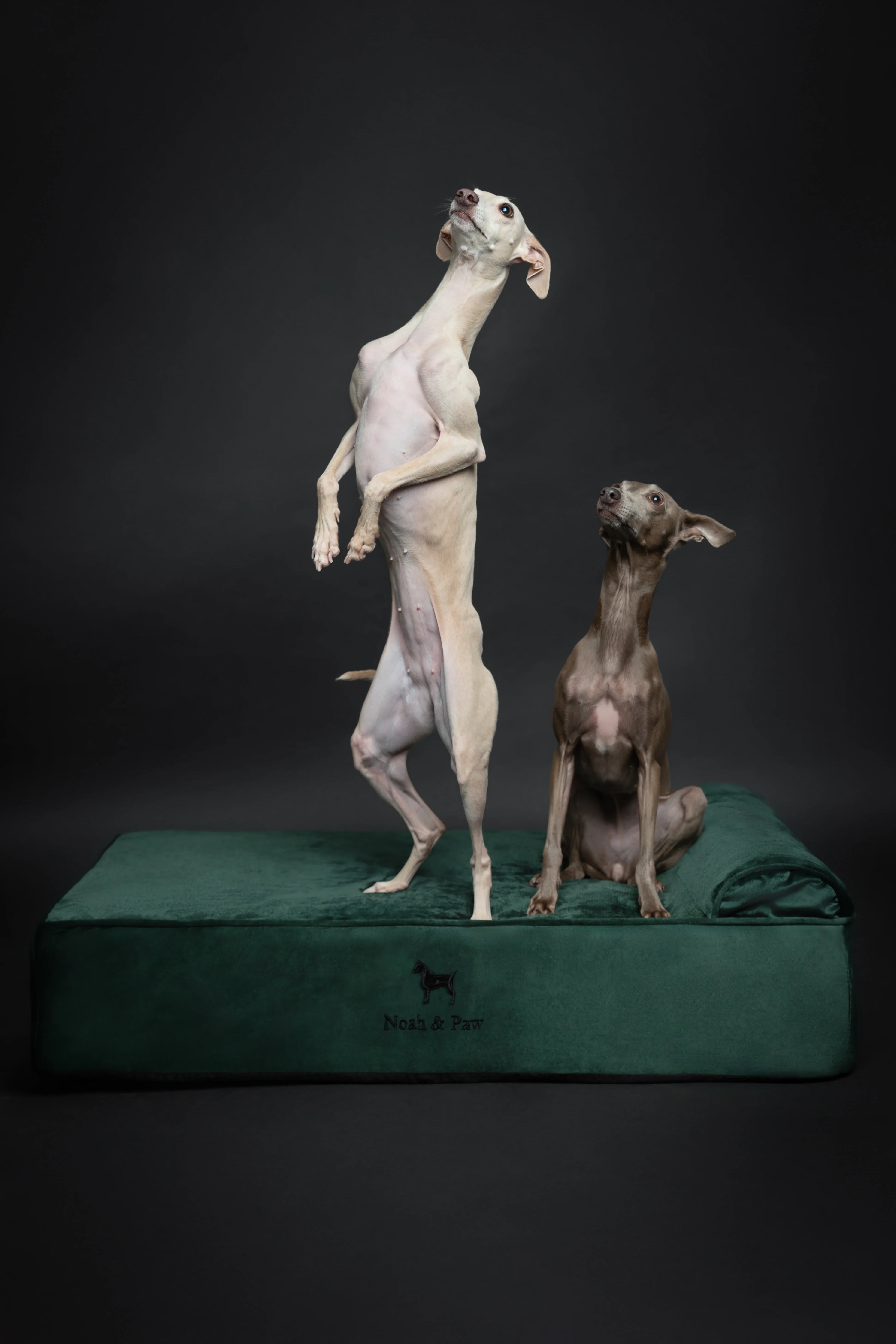 Velvet Orthopedic Pet Bed, Memory Foam, Infused with Cooling Gel - Classic