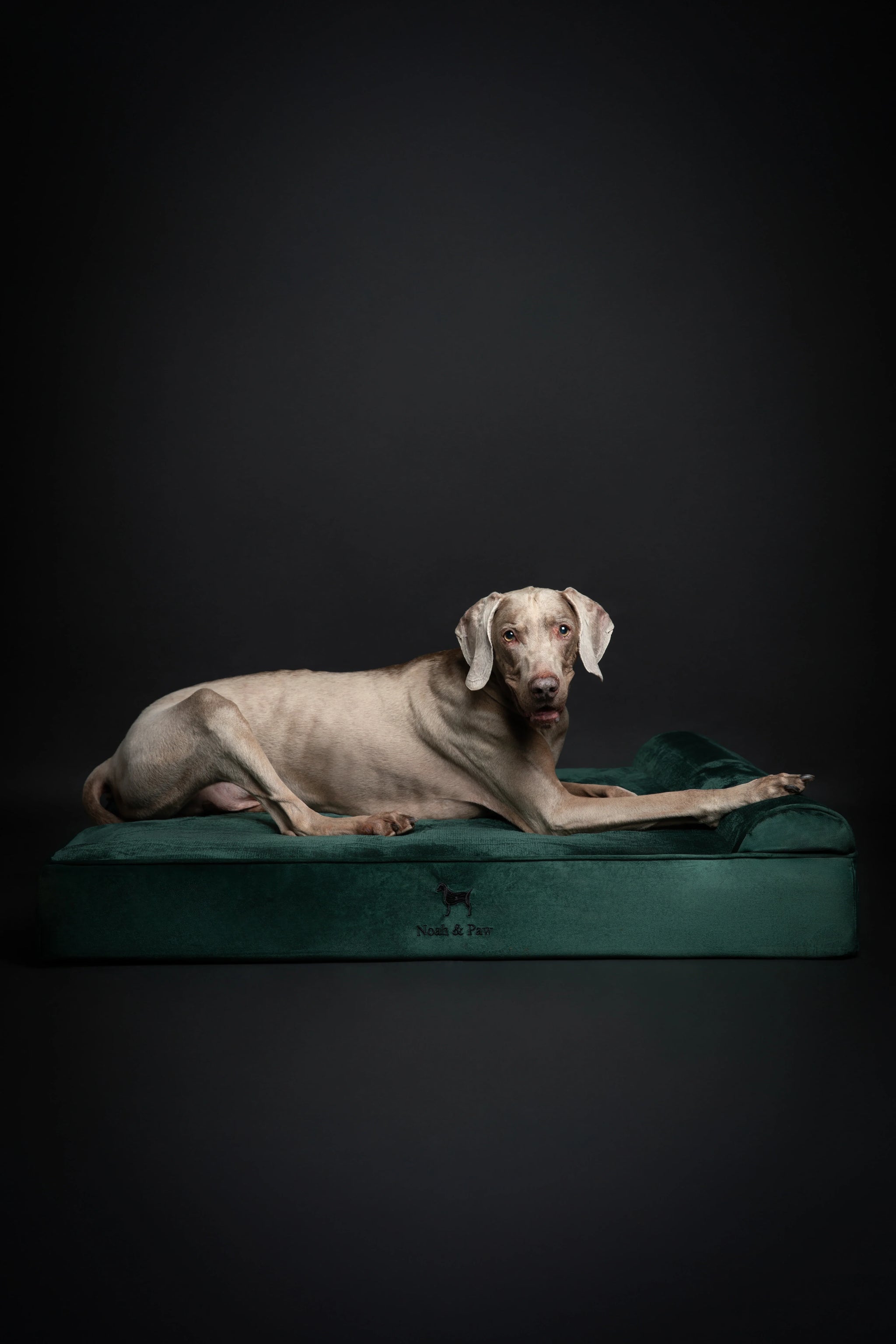 Velvet Orthopedic Pet Bed, Memory Foam, Infused with Cooling Gel - Classic