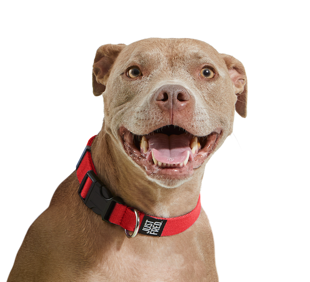 Dog Collar