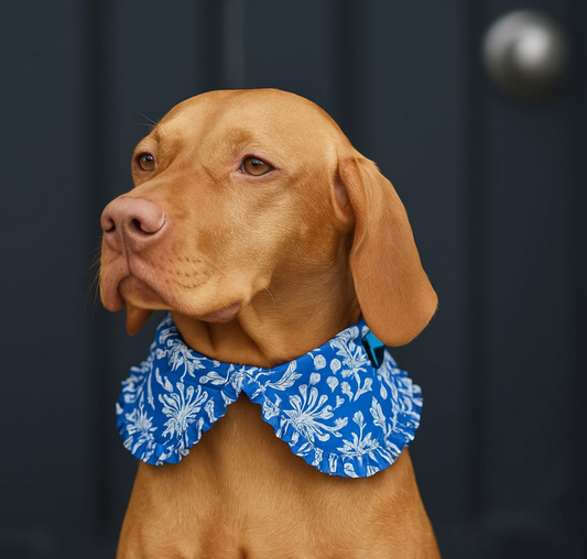 Pet Shirt Collar with Ruffles