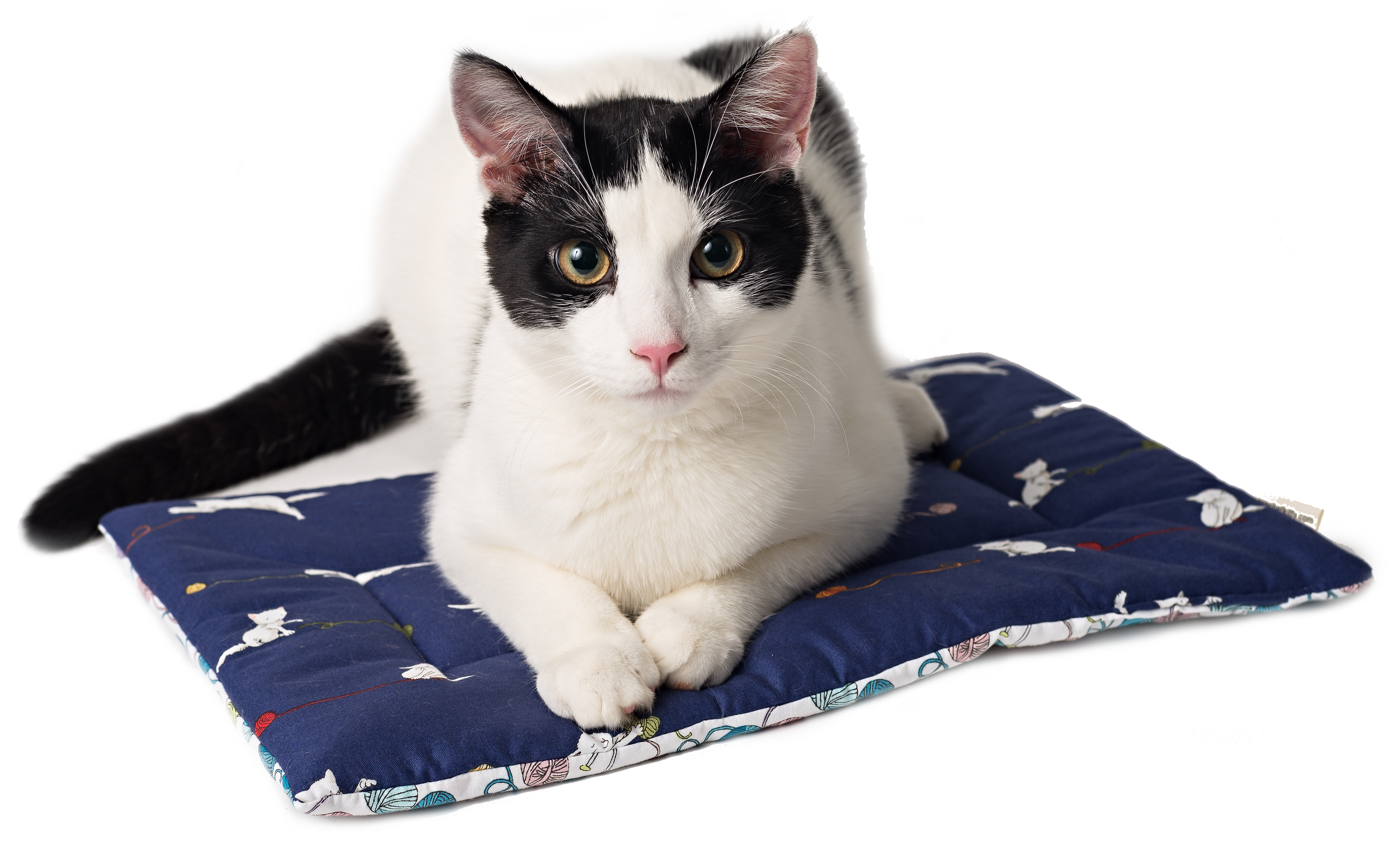 BLACK CAT Catnip Yoga Mat Cat Bed