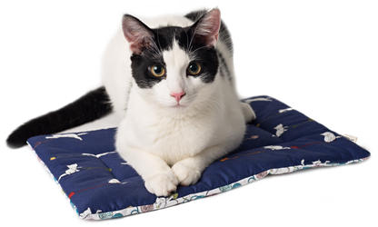 BLACK CAT Catnip Yoga Mat Cat Bed