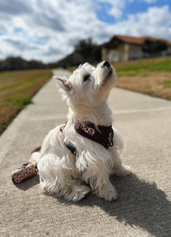 Run Wild Adjustable Harness