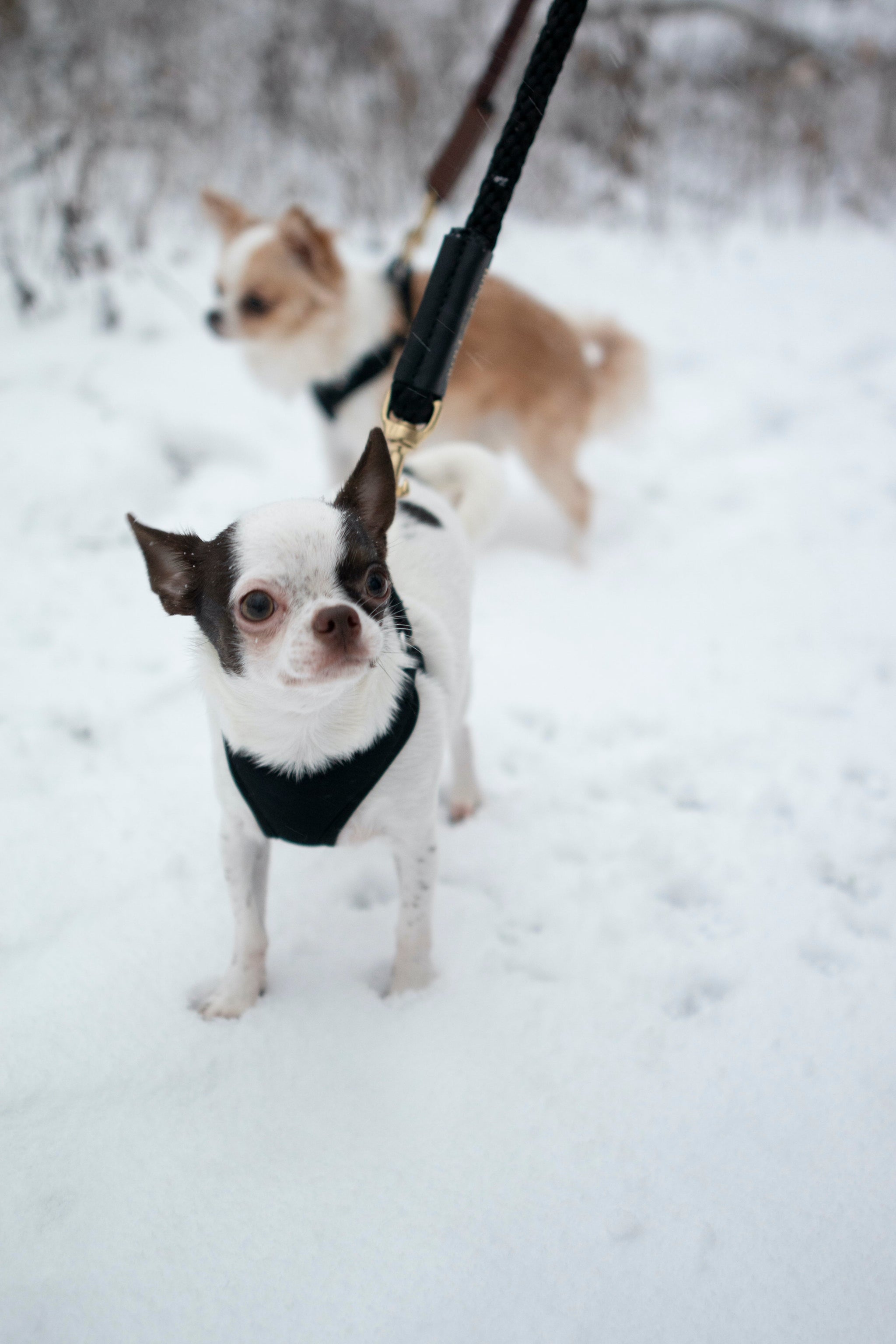 Rope Leash for Dogs (Standalone)