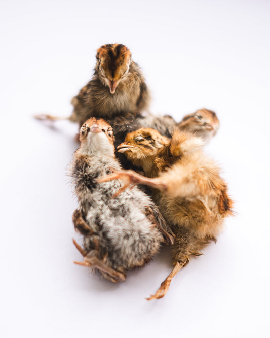 Freeze Dried Quail (Baby)