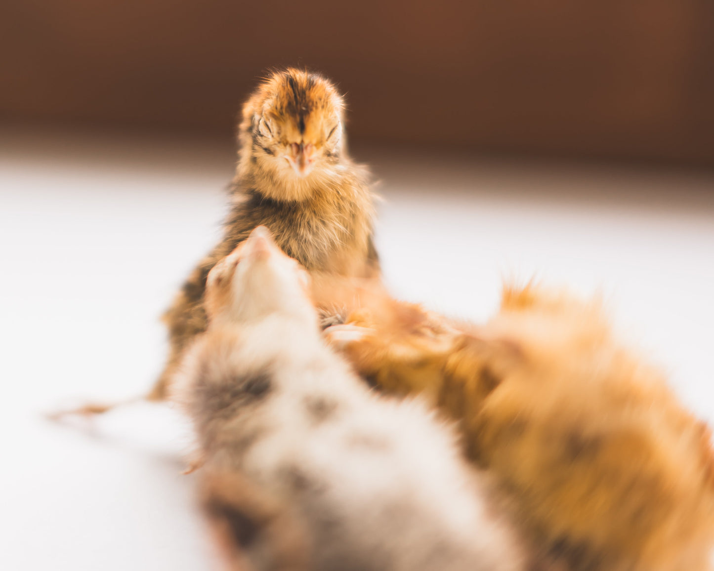 Freeze Dried Quail (Baby)