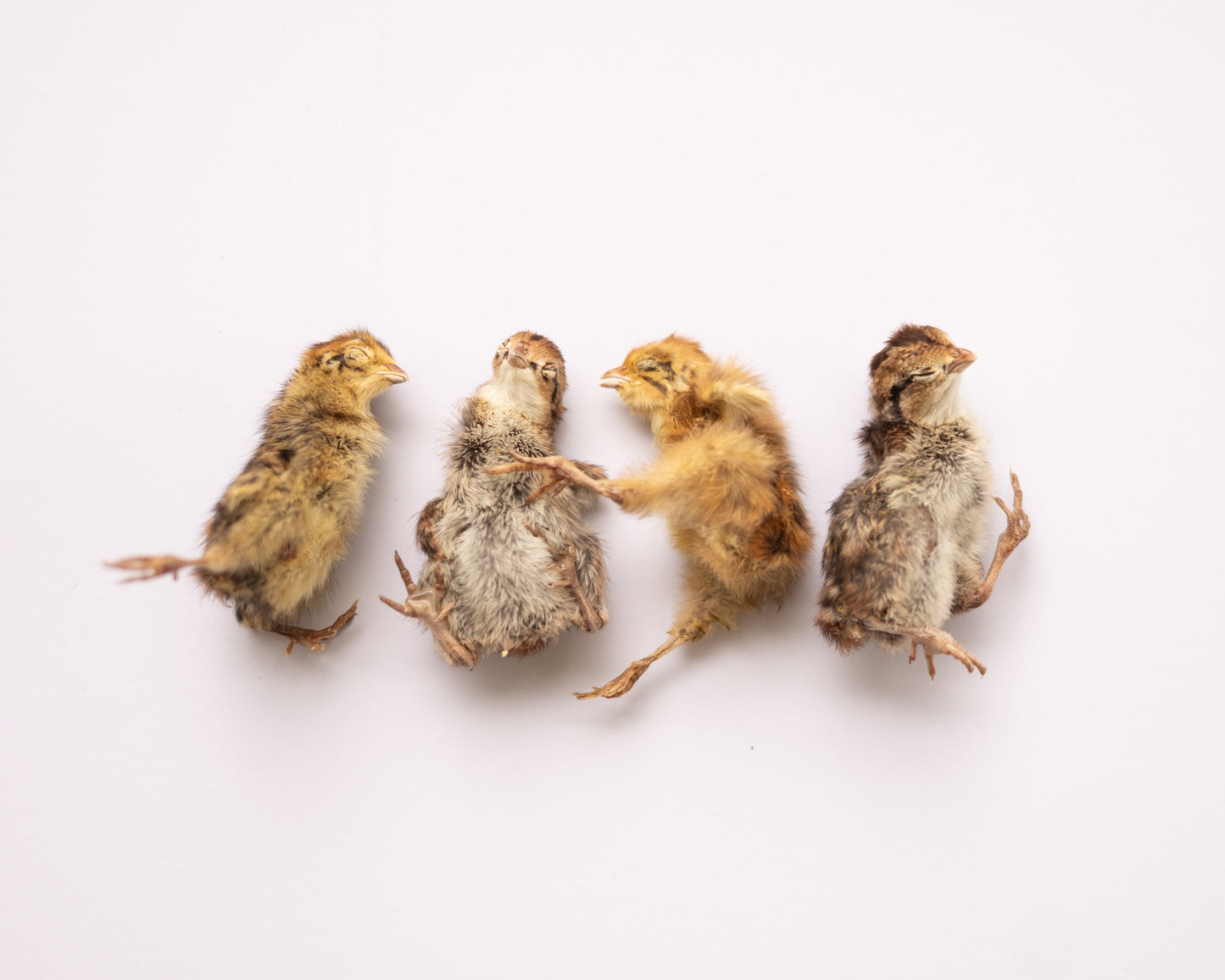 Freeze Dried Quail (Baby)