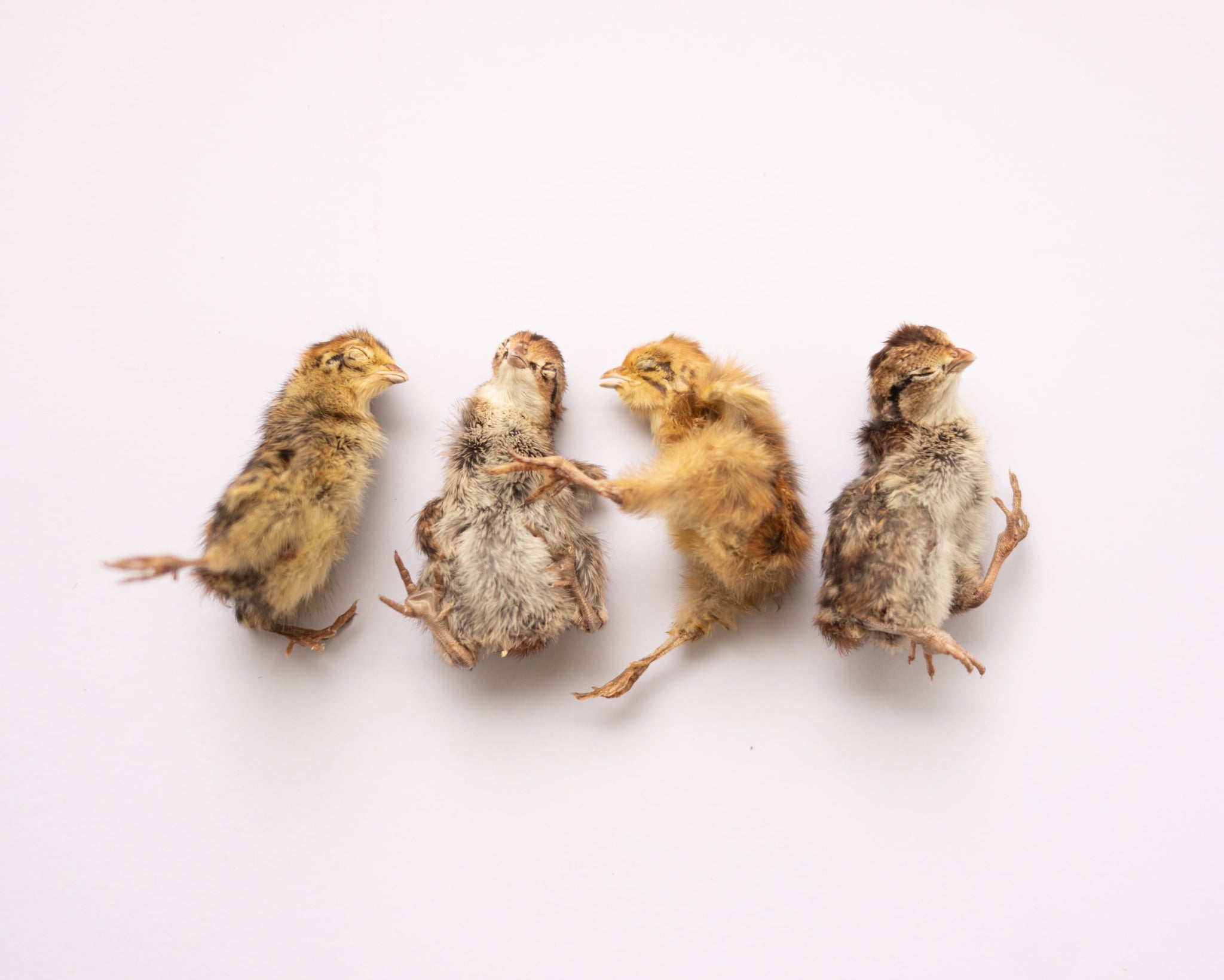 Freeze Dried Quail (Baby)