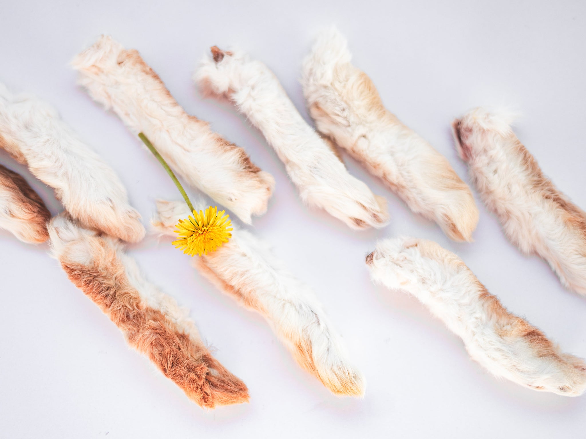 Rabbit Feet (Back)