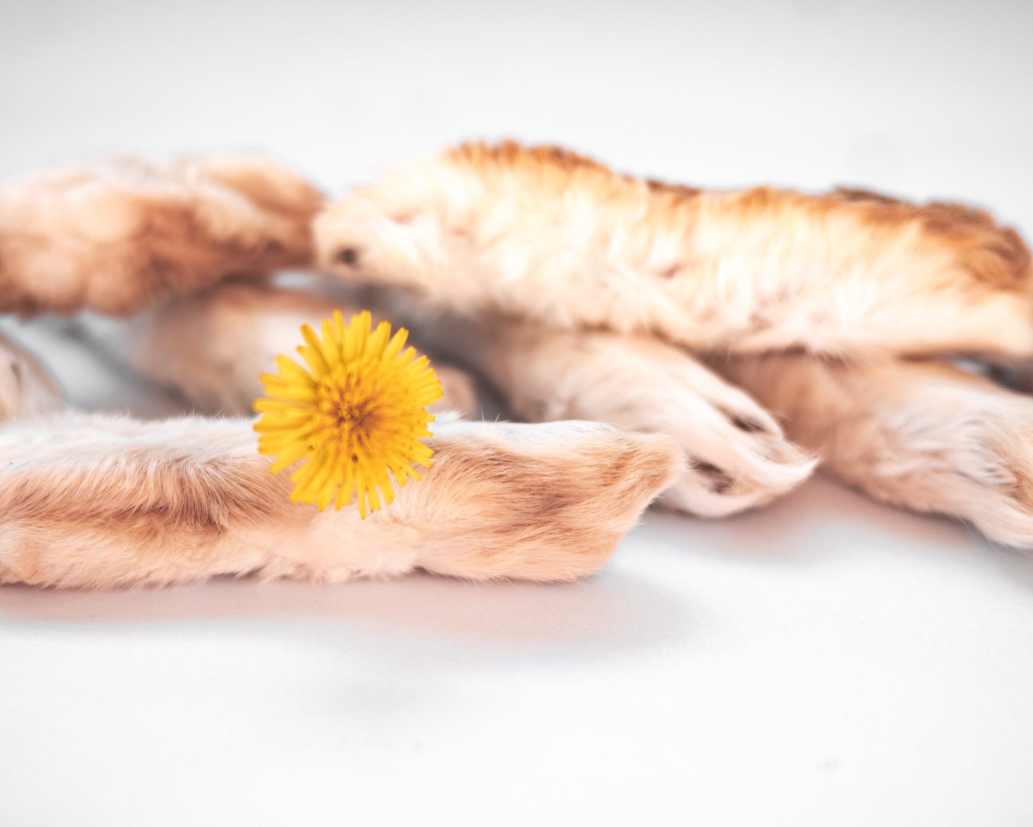 Rabbit Feet (Back)