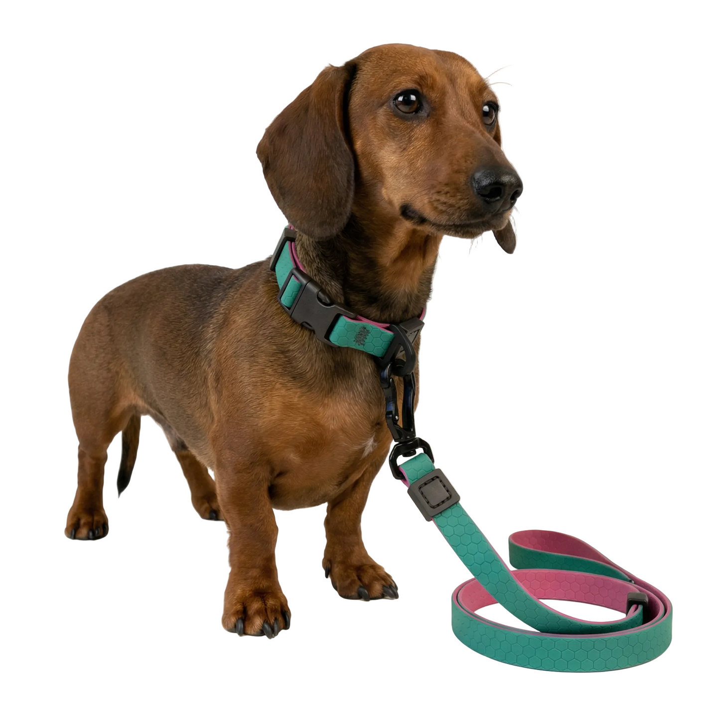 Hexagon Leash - Waterproof Leash for Small Dogs