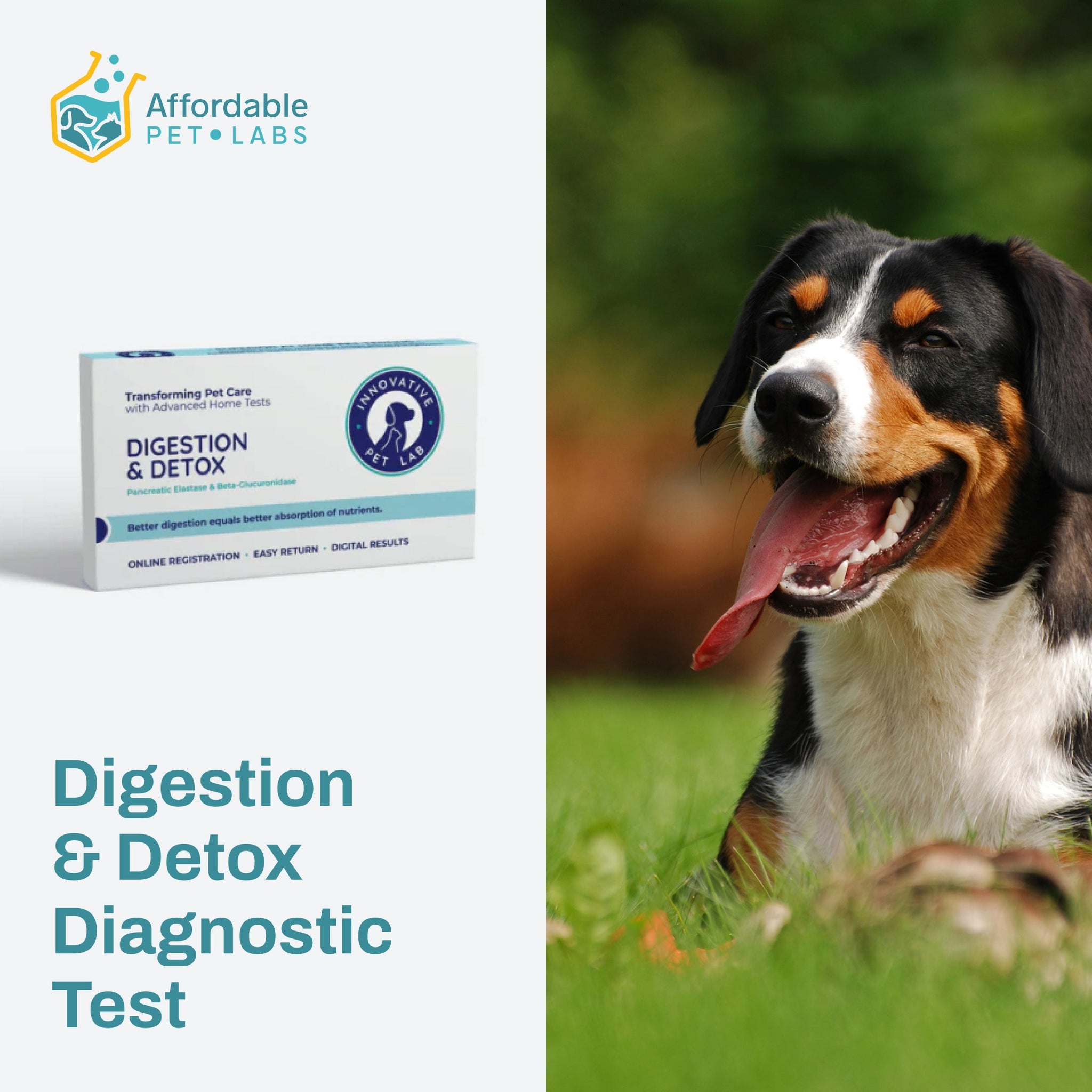 Easy Home Kit: Affordable Pet Labs Digestion & Detox Diagnostic Test For Dogs