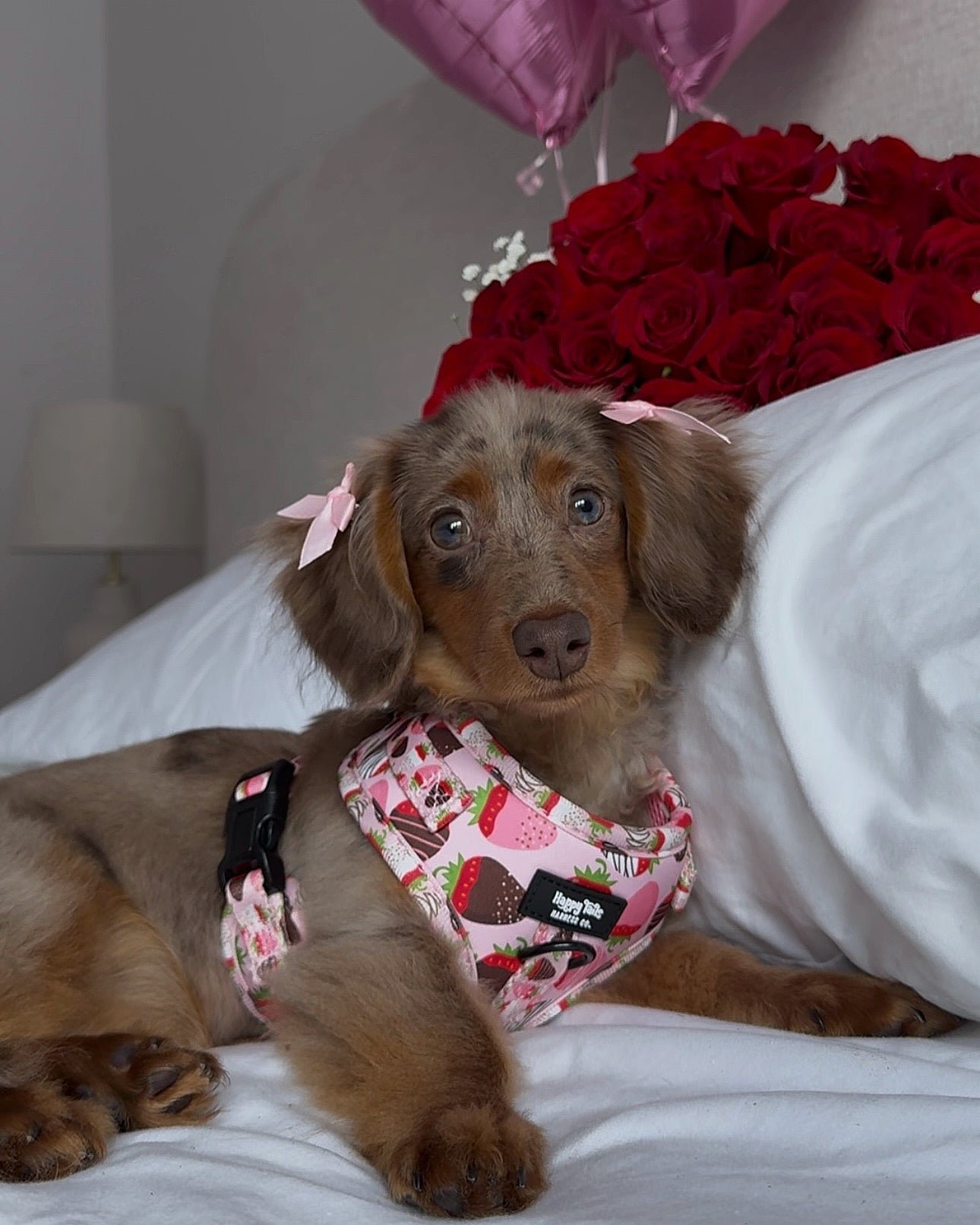 ChocoBerry Bliss Adjustable Harness