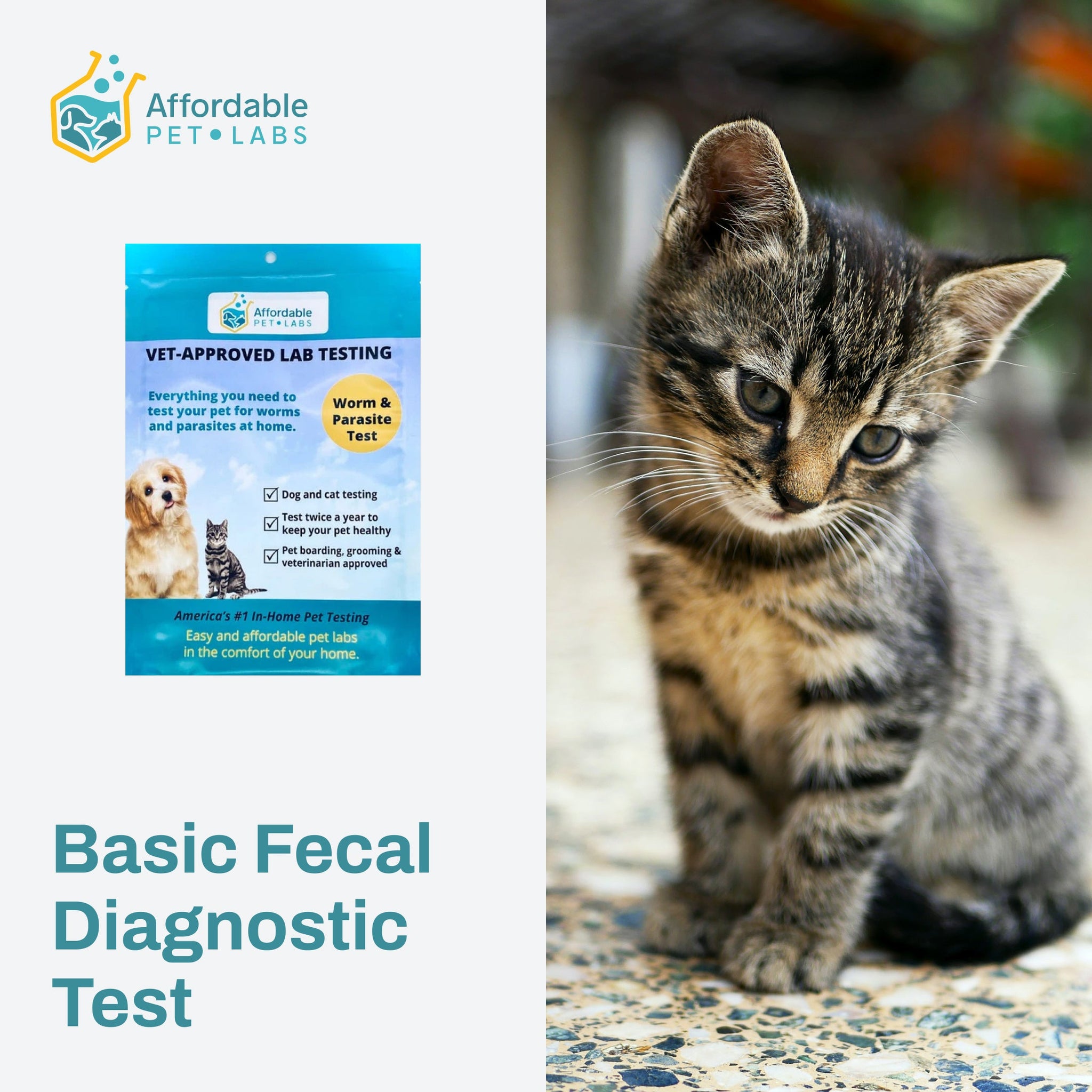Easy Home Kit: Affordable Pet Labs Basic Fecal Test For Cats
