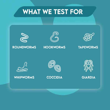 Easy Home Kit Affordable Pet Labs Total Fecal Tests Plus Giardia For Cats