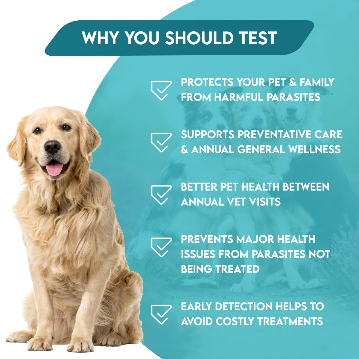 Easy Home Kit Affordable Pet Labs Total Fecal Tests Plus Giardia For Dogs