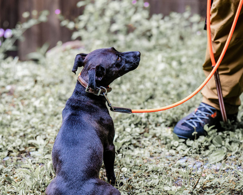 6' Rope Leash