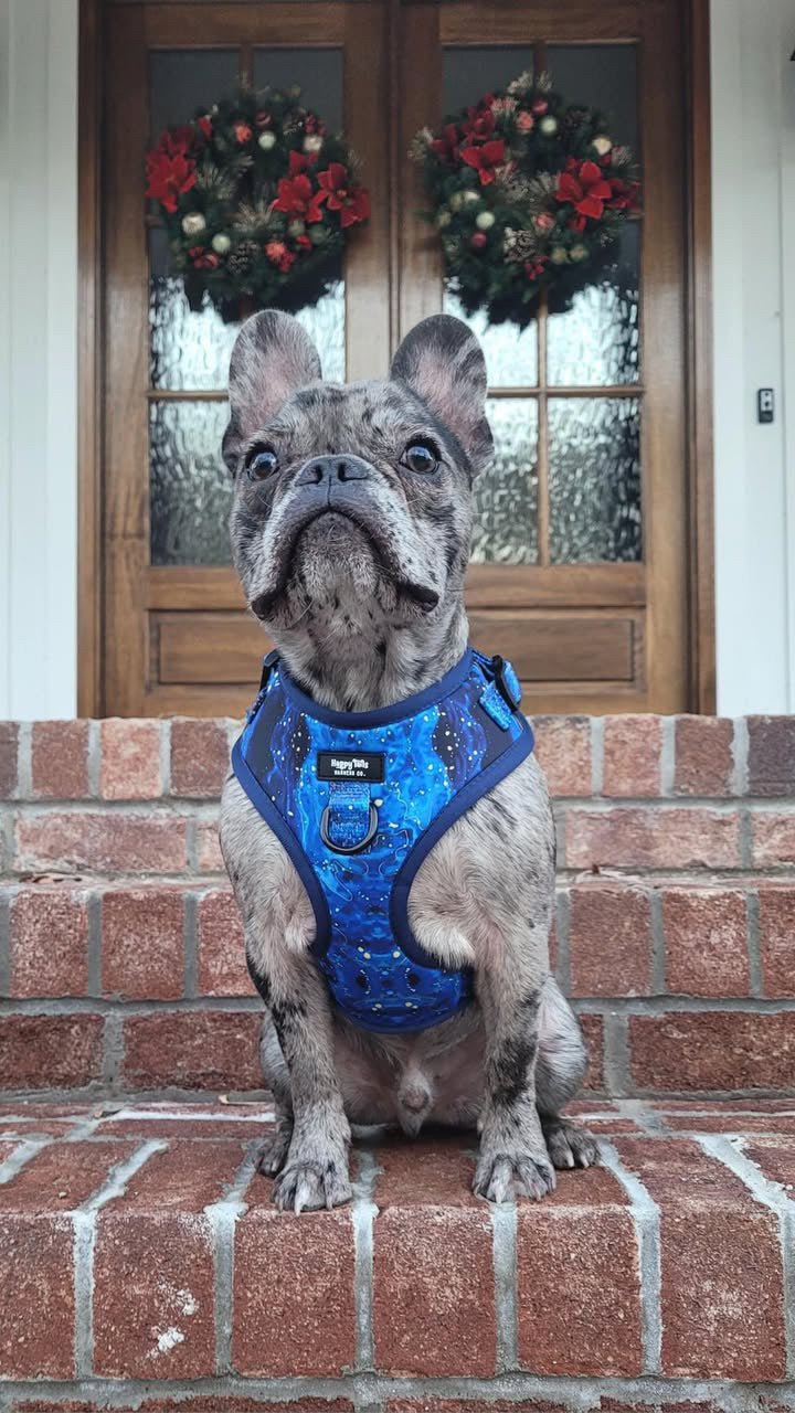 Galaxy Paws Adjustable Harness
