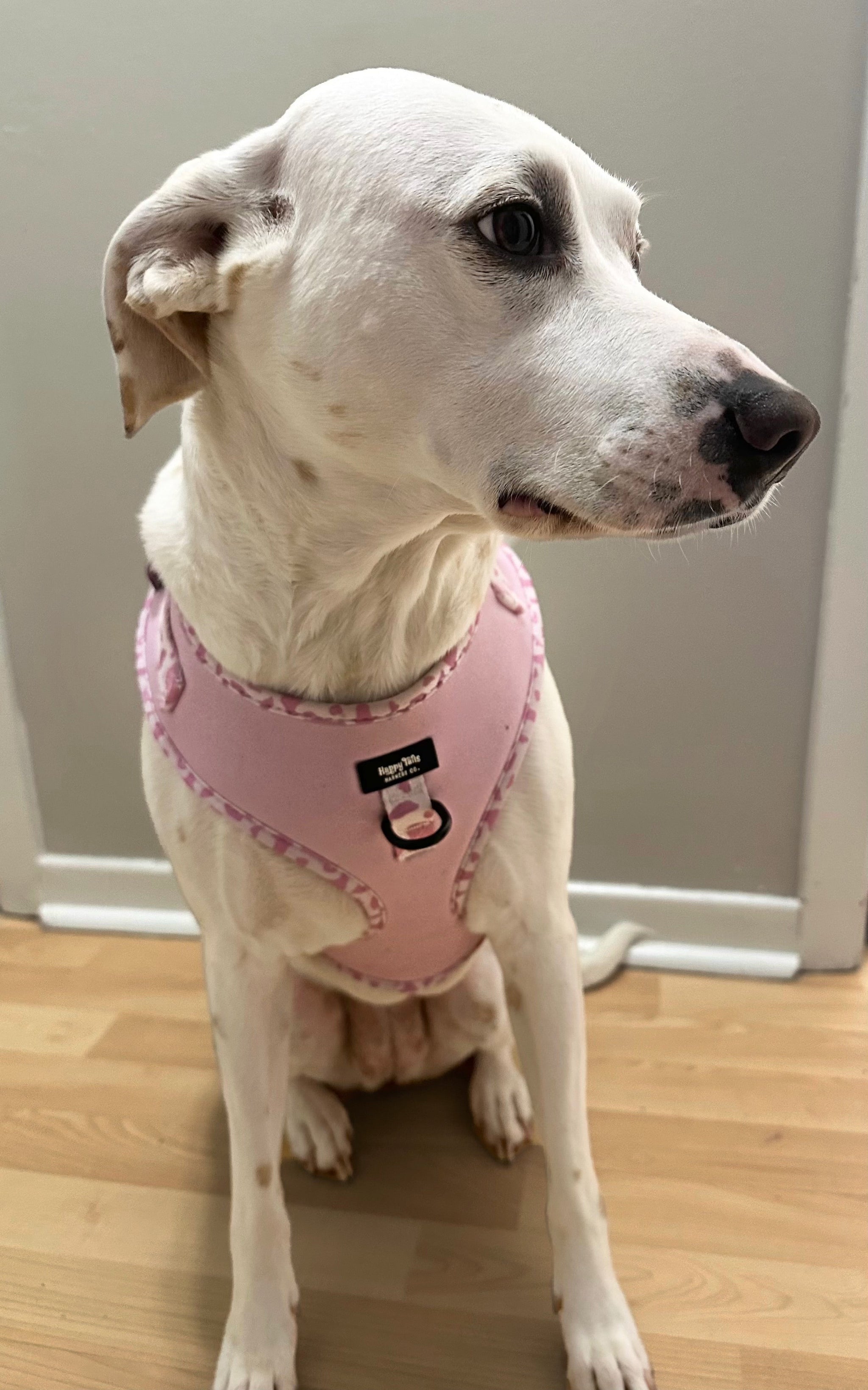 Pink Pastures Adjustable Harness