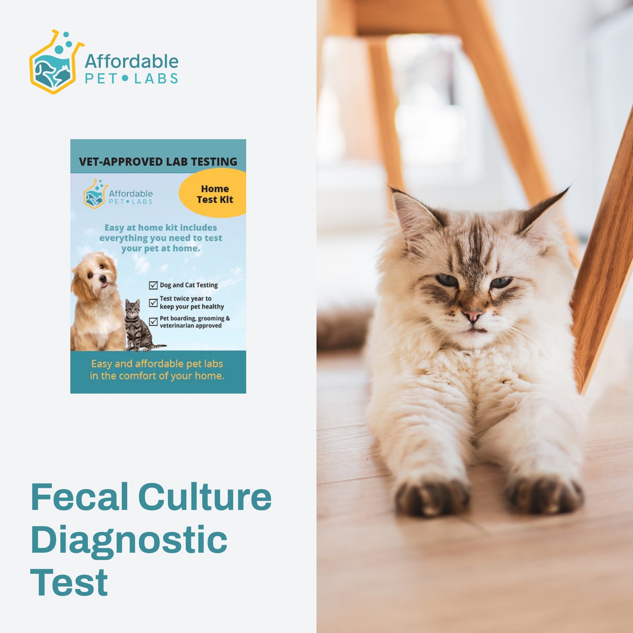 Easy Home Kit: Affordable Pet Labs Fecal Culture Diagnostic Test For Cats