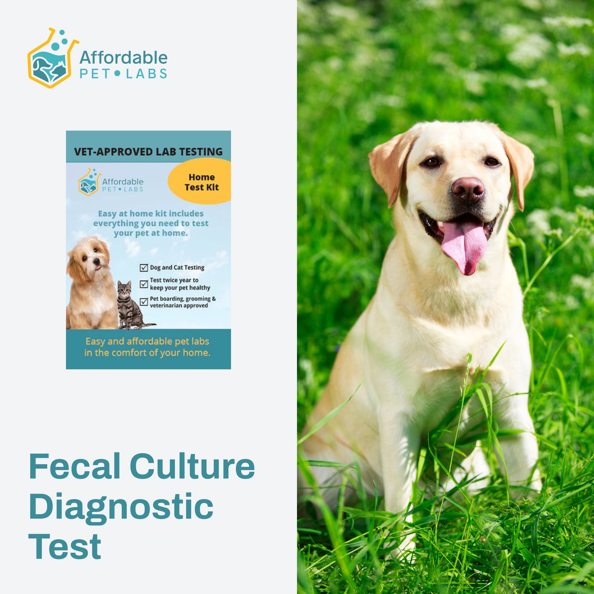 Easy Home Kit: Affordable Pet Labs Fecal Culture Diagnostic Test For Dogs