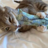 Fresh Fish Nip