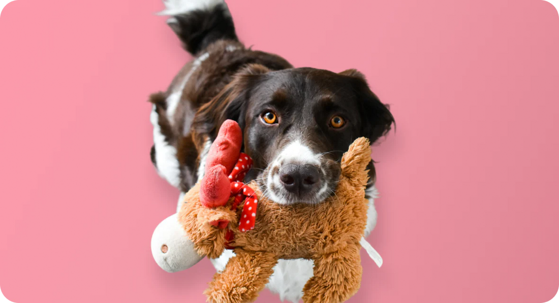 Dog carrying a plush toy