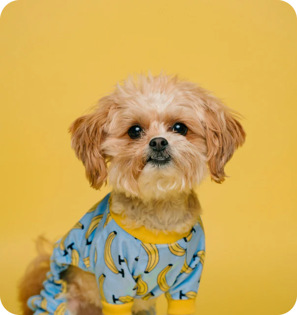 Small dog in banana pajamas