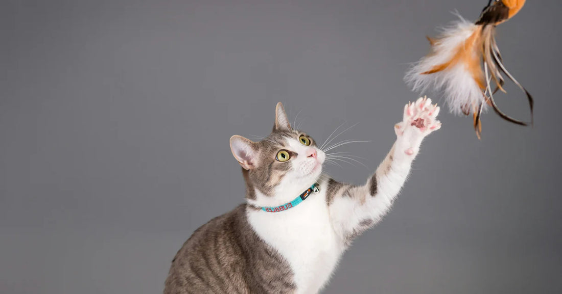 Cat playing with a feather toy