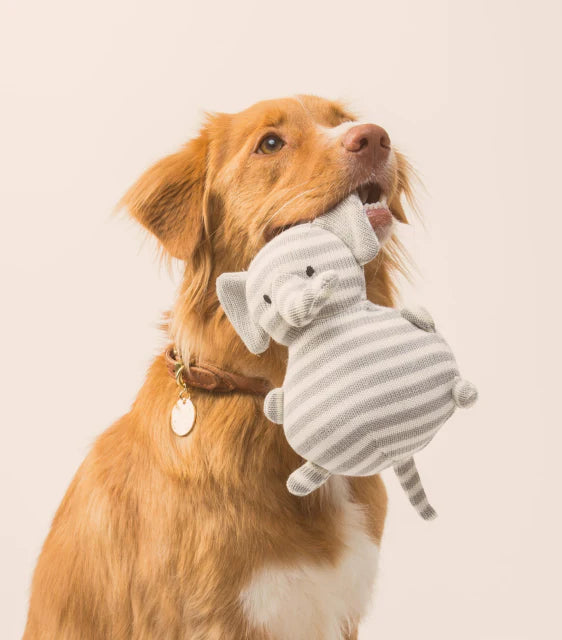 Dog holding a plush elephant