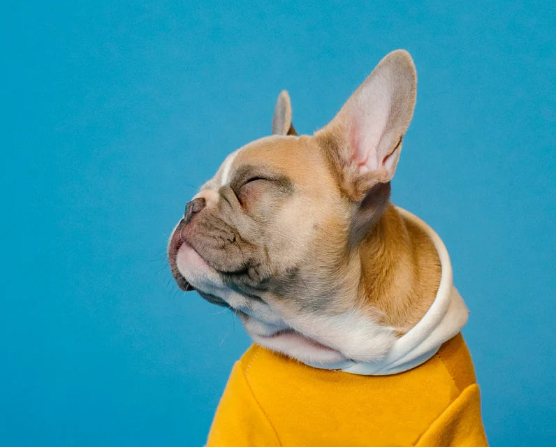 French bulldog in a yellow hoodie
