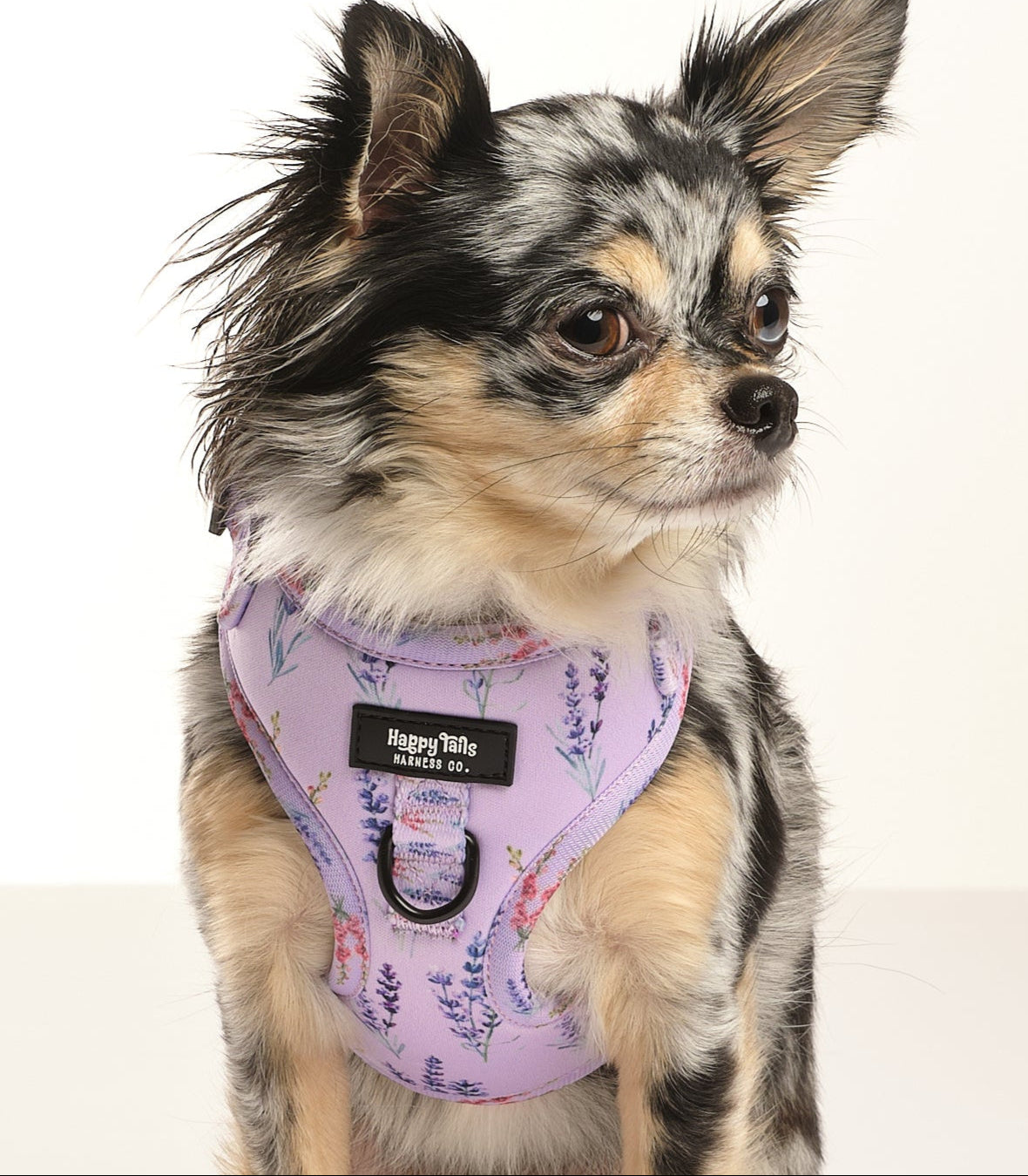 Lavender Fields Adjustable Harness
