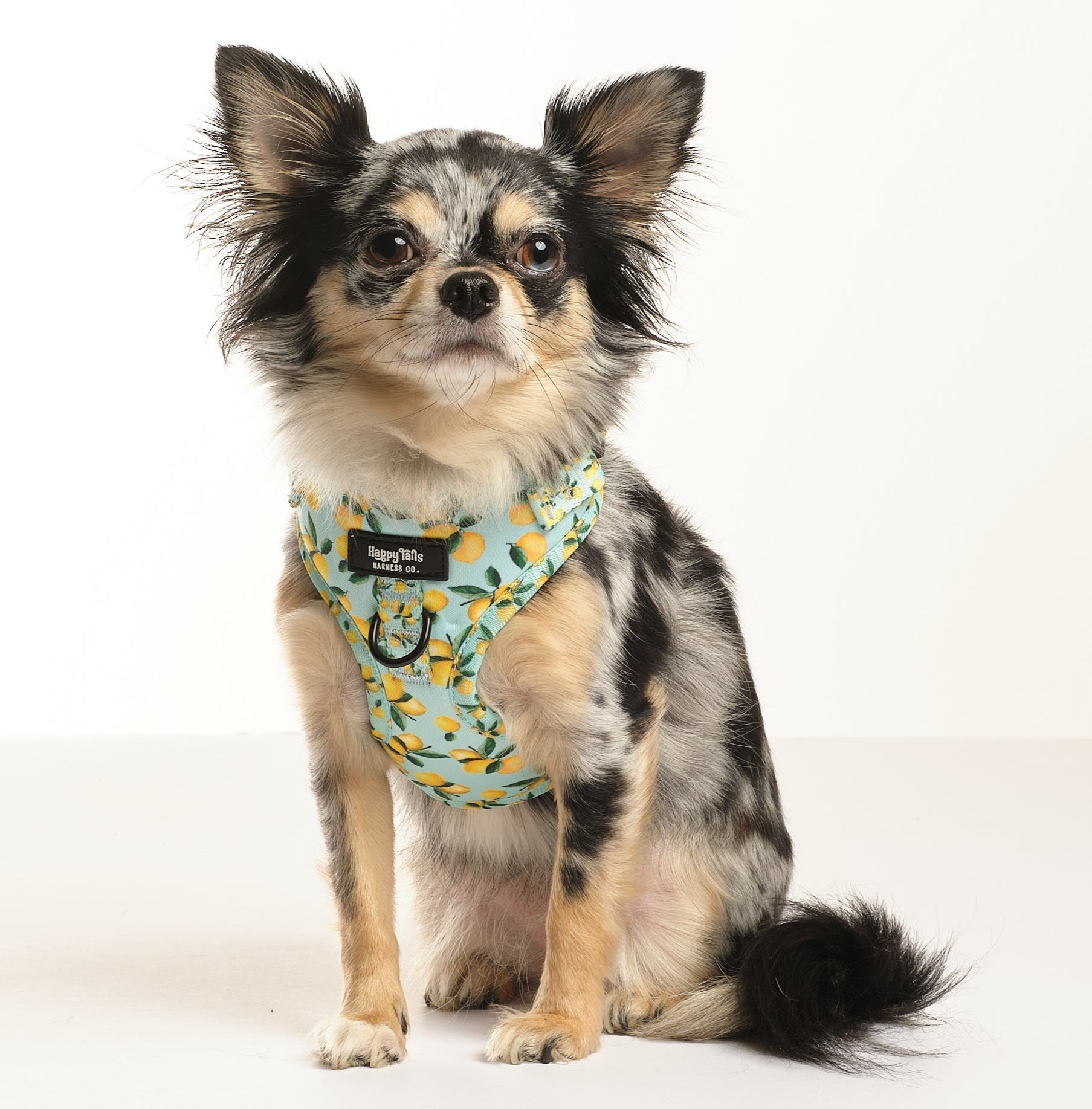 Lemon Drop Walking Set