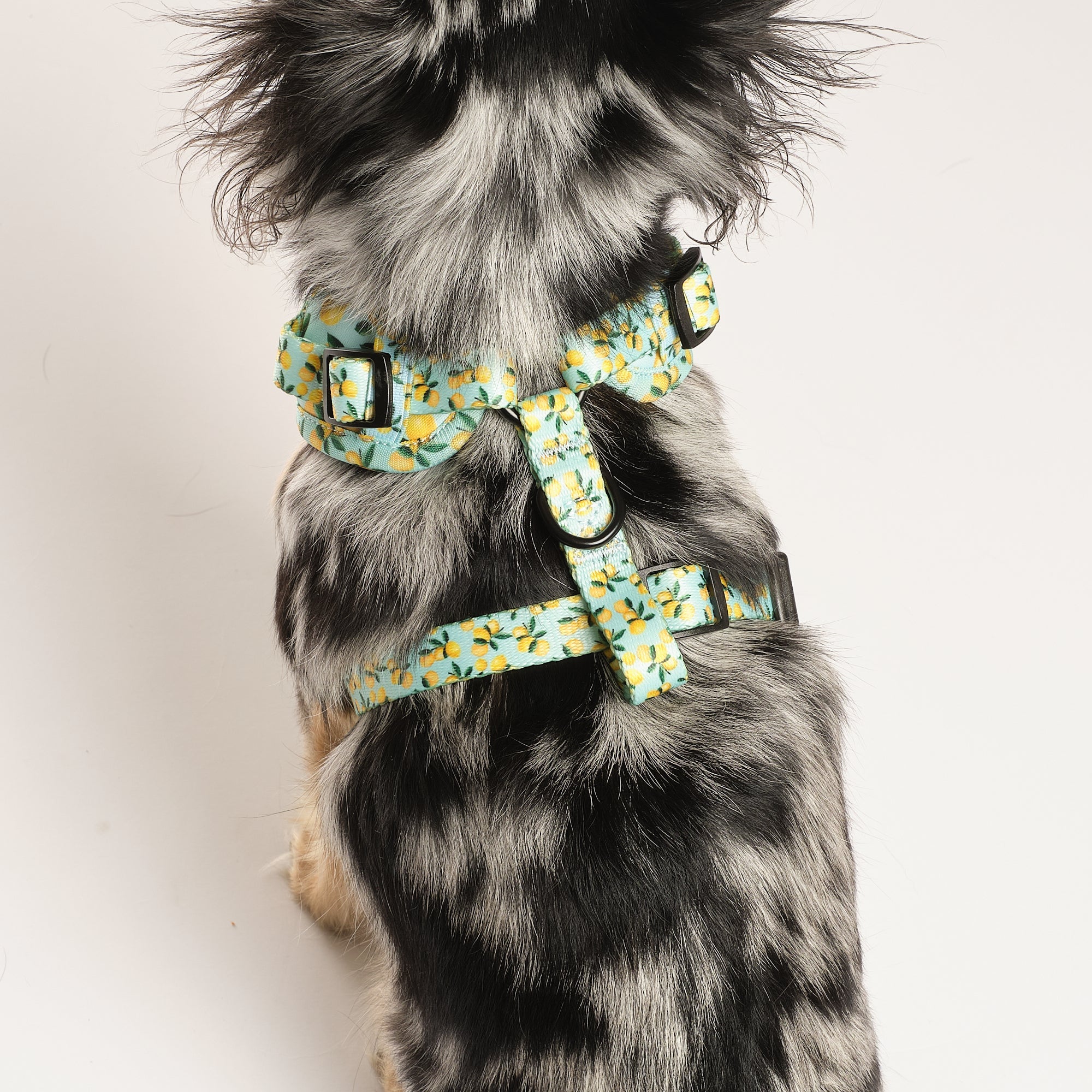 Lemon Drop Adjustable Harness