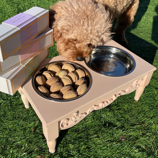 Bundle of 3-Boxes Dog Macarons + Elevated Pet Feeder