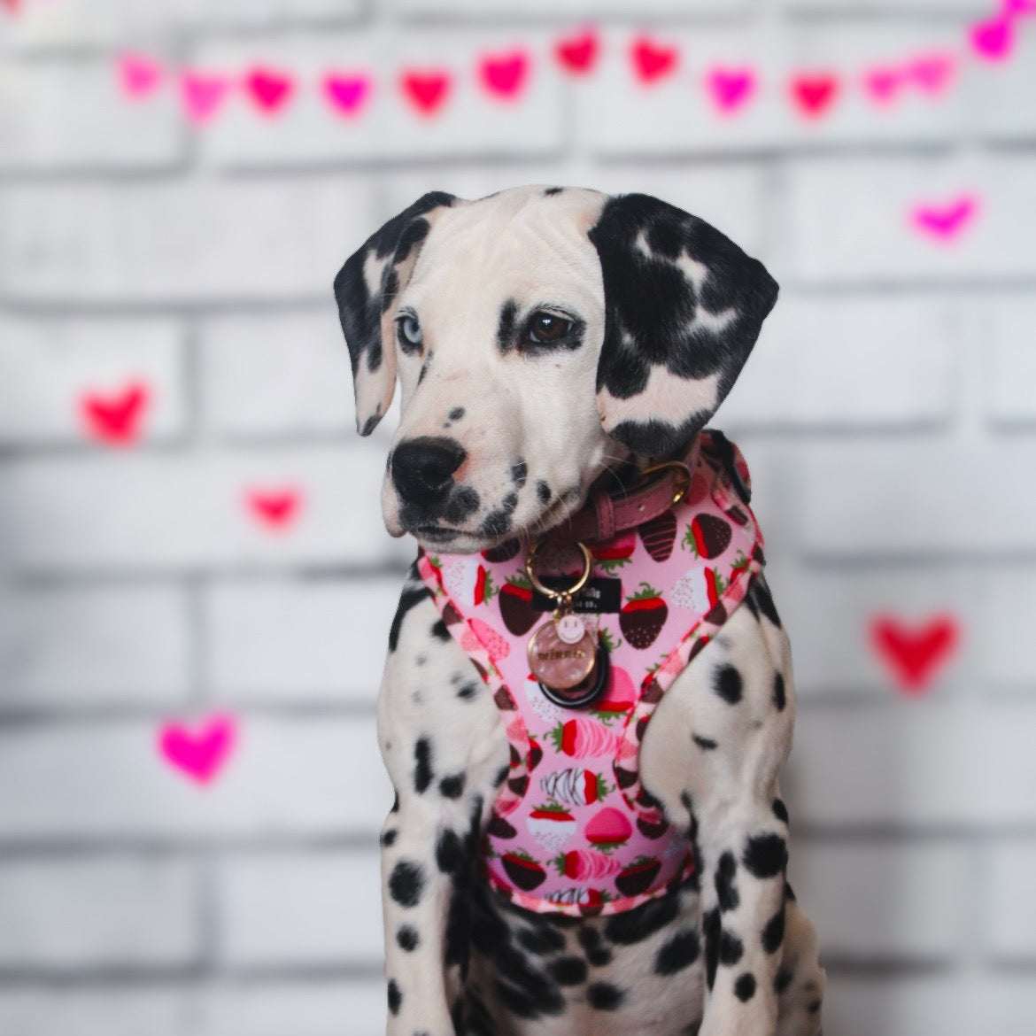 ChocoBerry Bliss Adjustable Harness