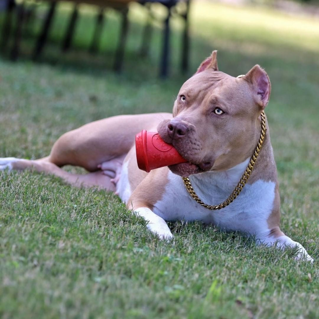 Coffee Cup Durable Rubber Chew Toy and Treat Dispenser - pink