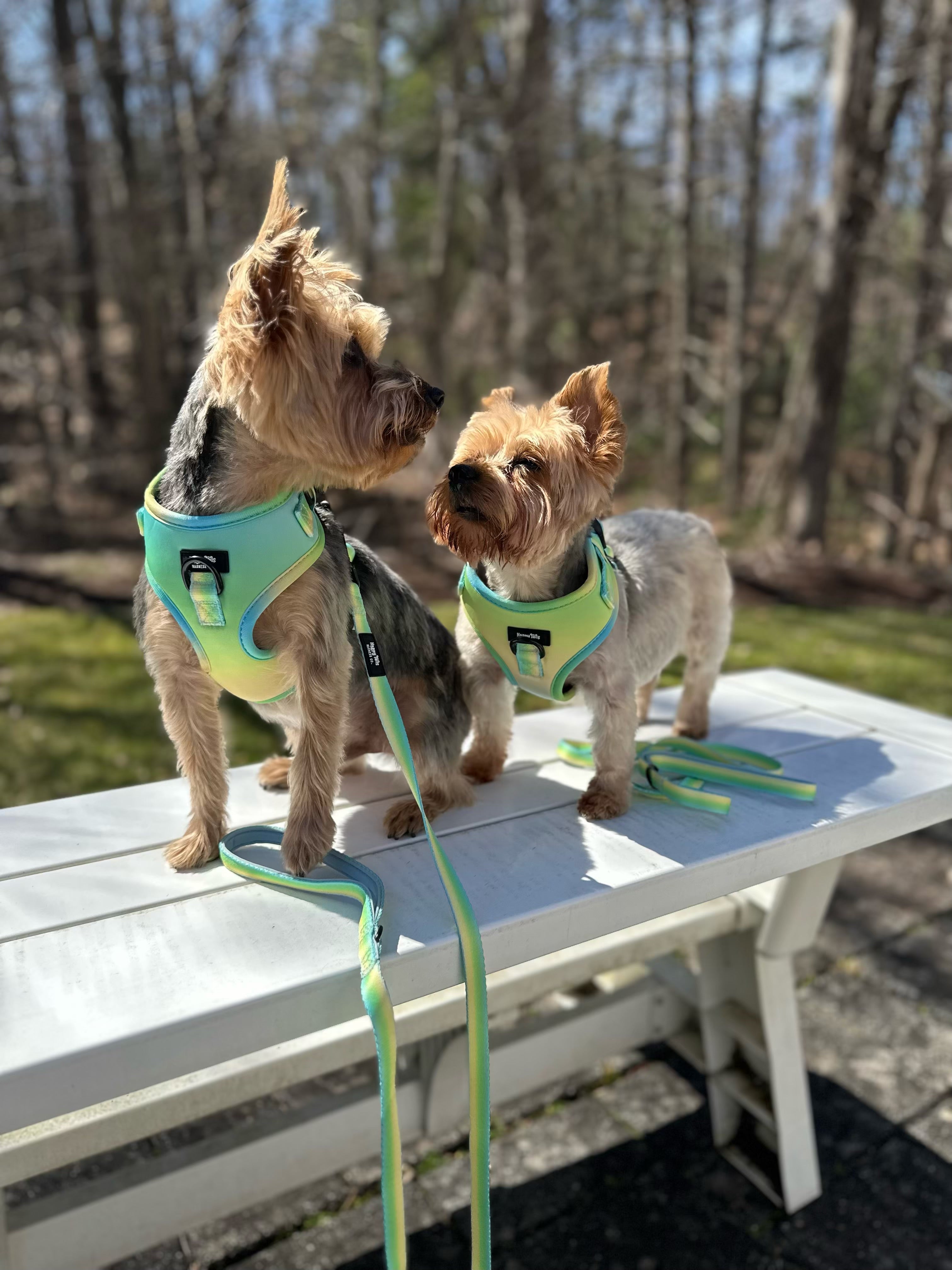Pastel Breeze Adjustable Harness