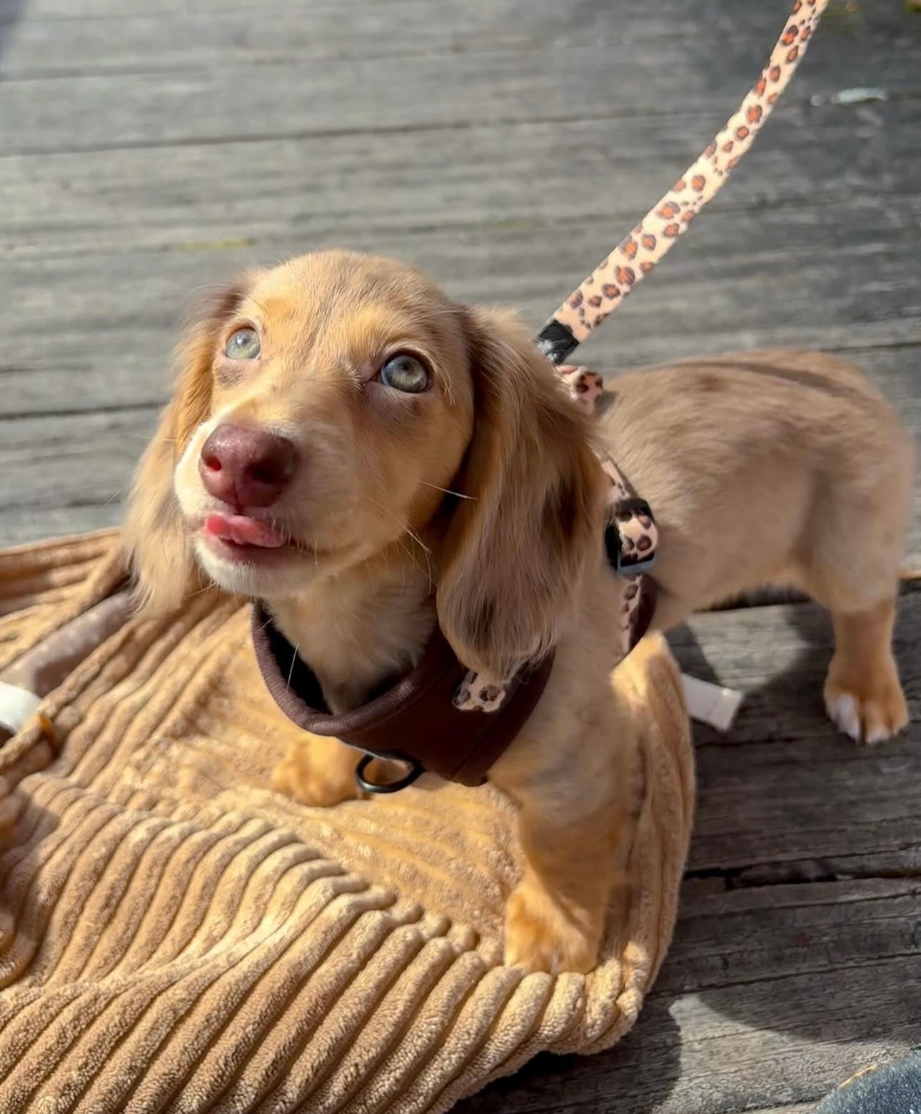 Run Wild Walking Set