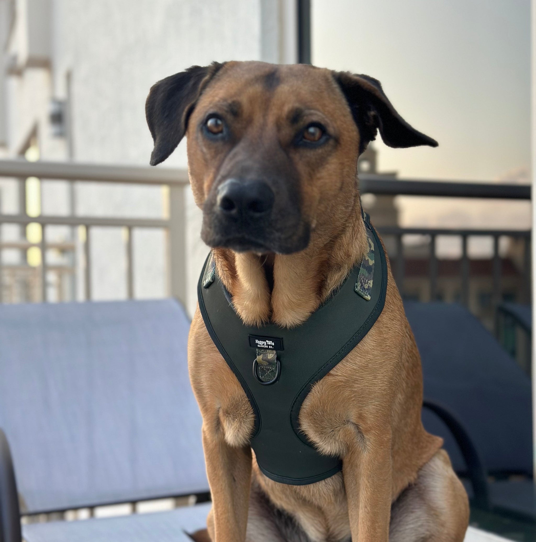 Camo Canine Adjustable Harness