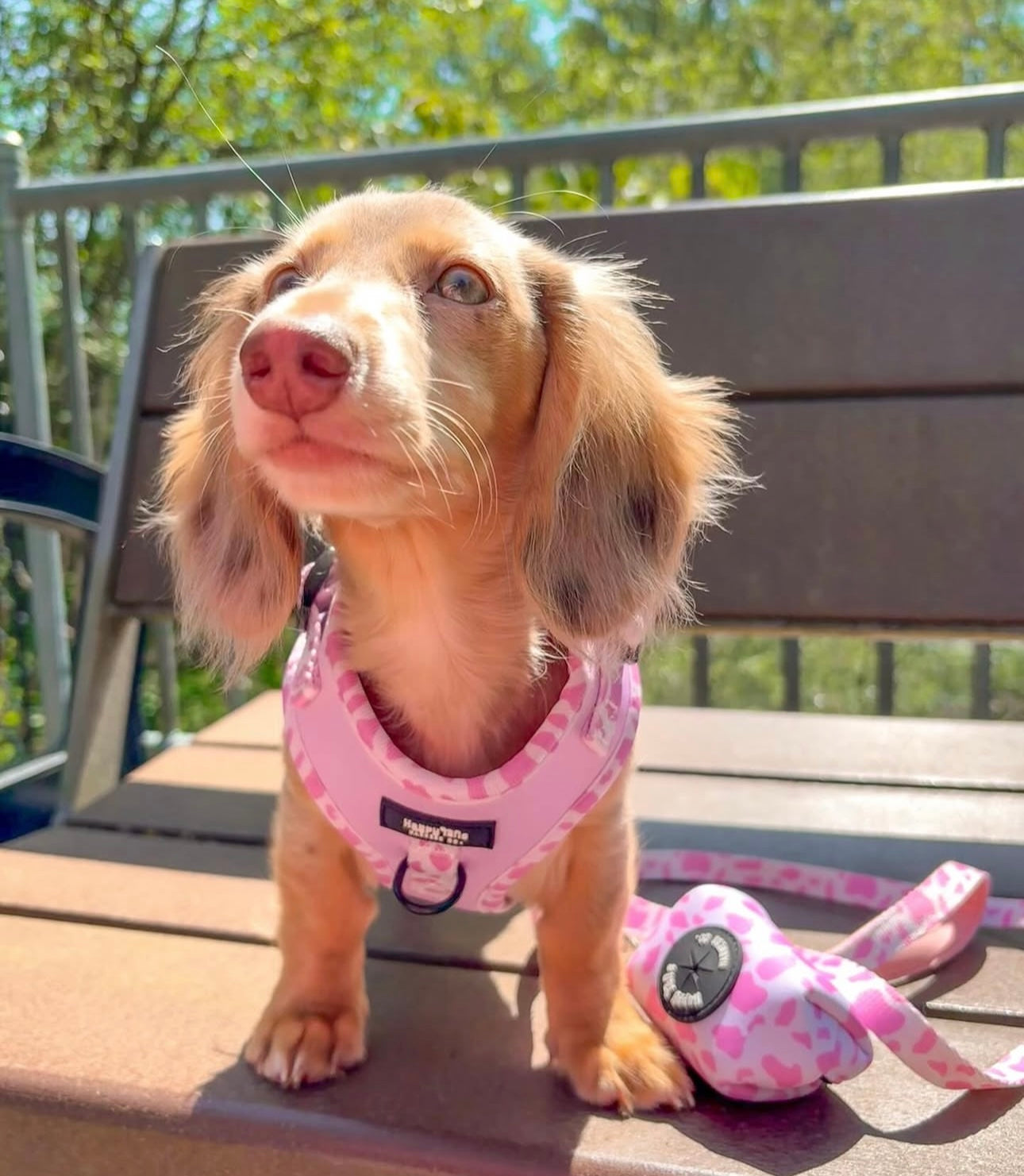 Pink Pastures Poop Bag Holder