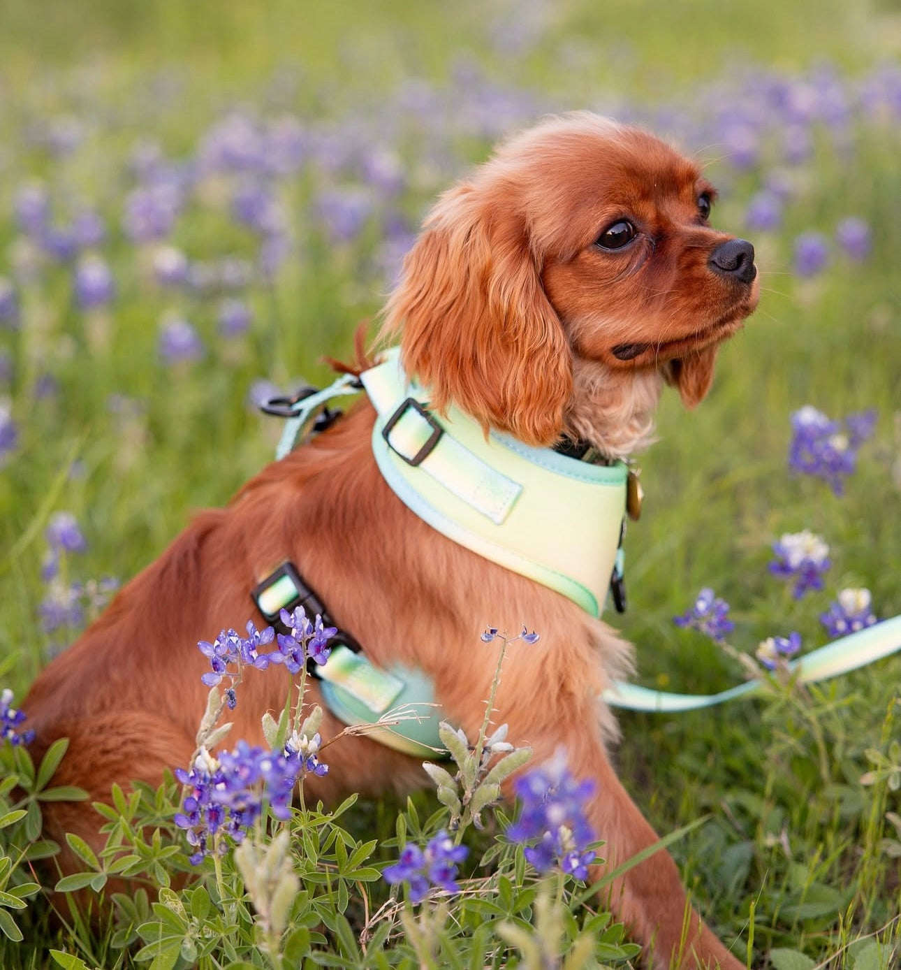 Pastel Breeze Adjustable Harness