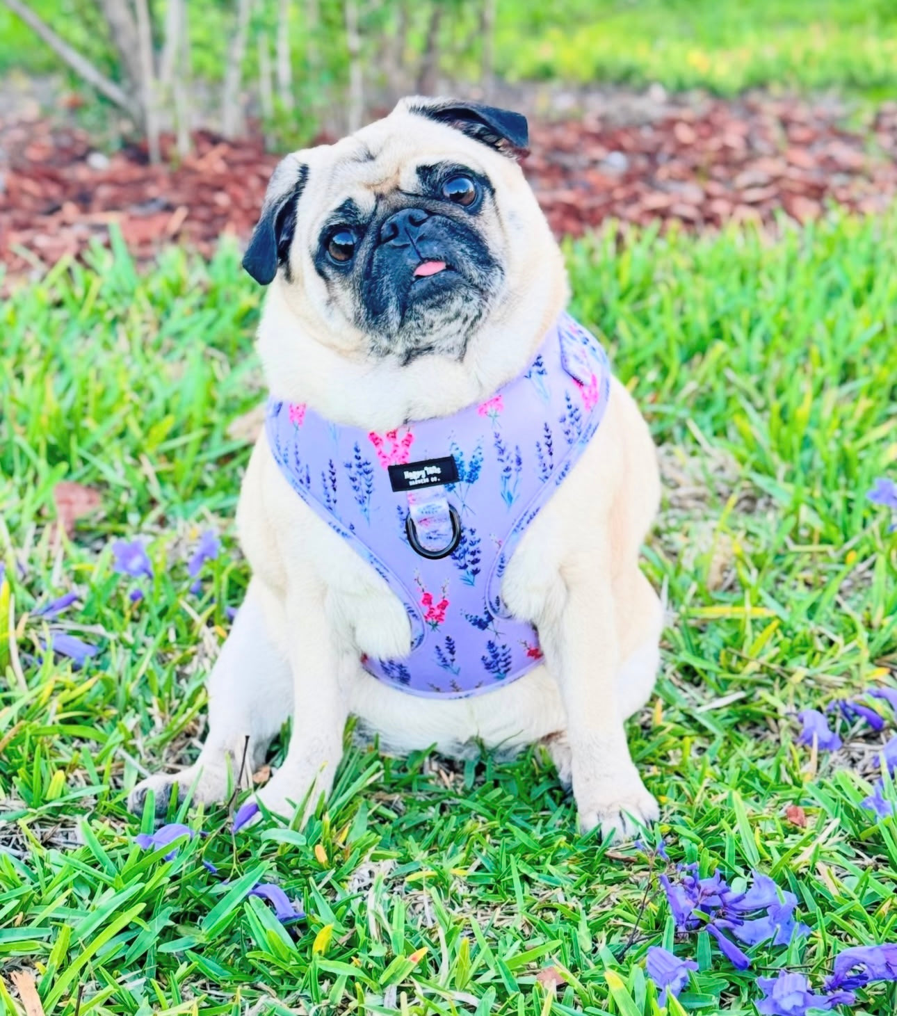 Lavender Fields Walking Set