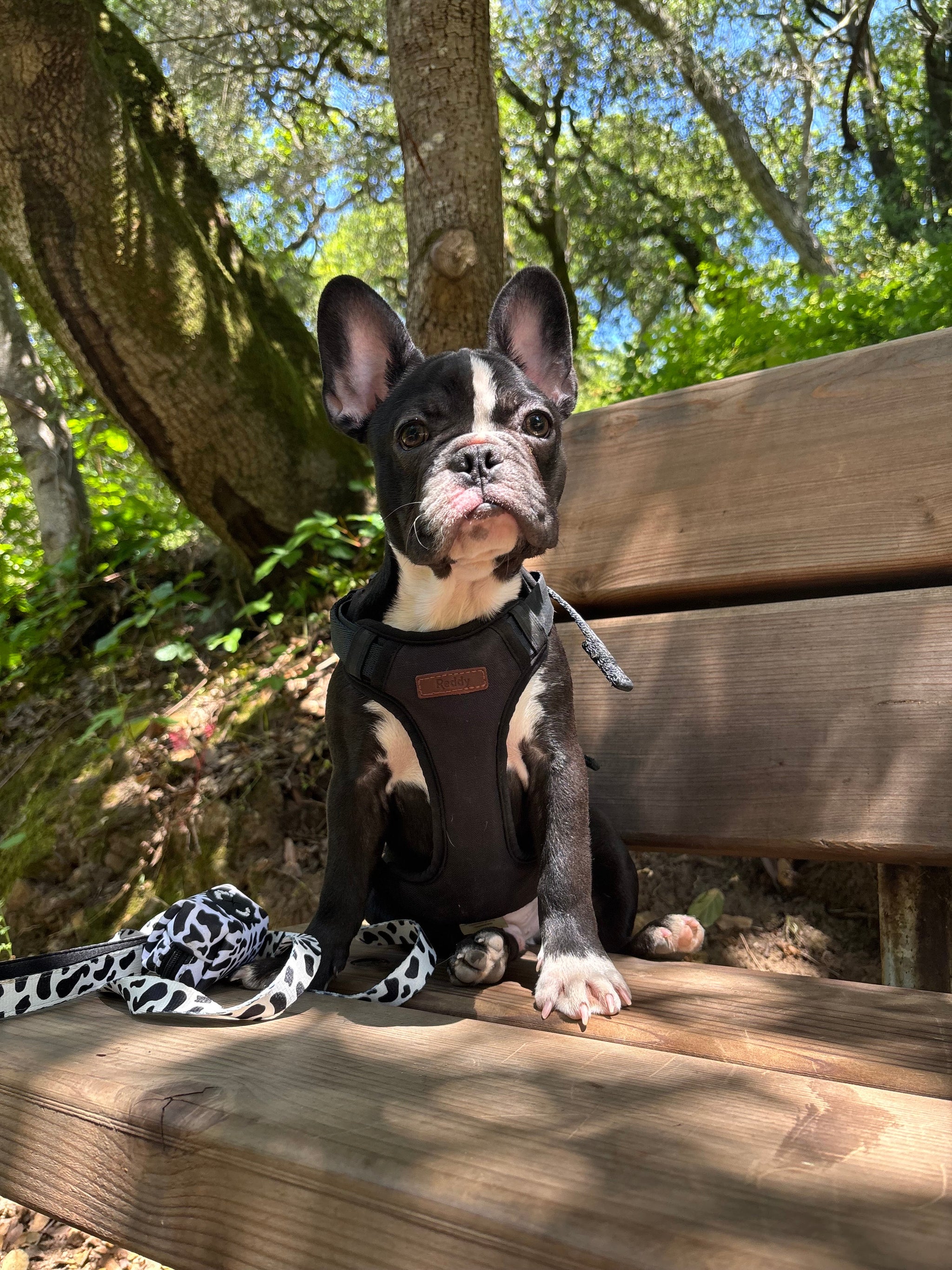 Dairy Dog Poop Bag Holder