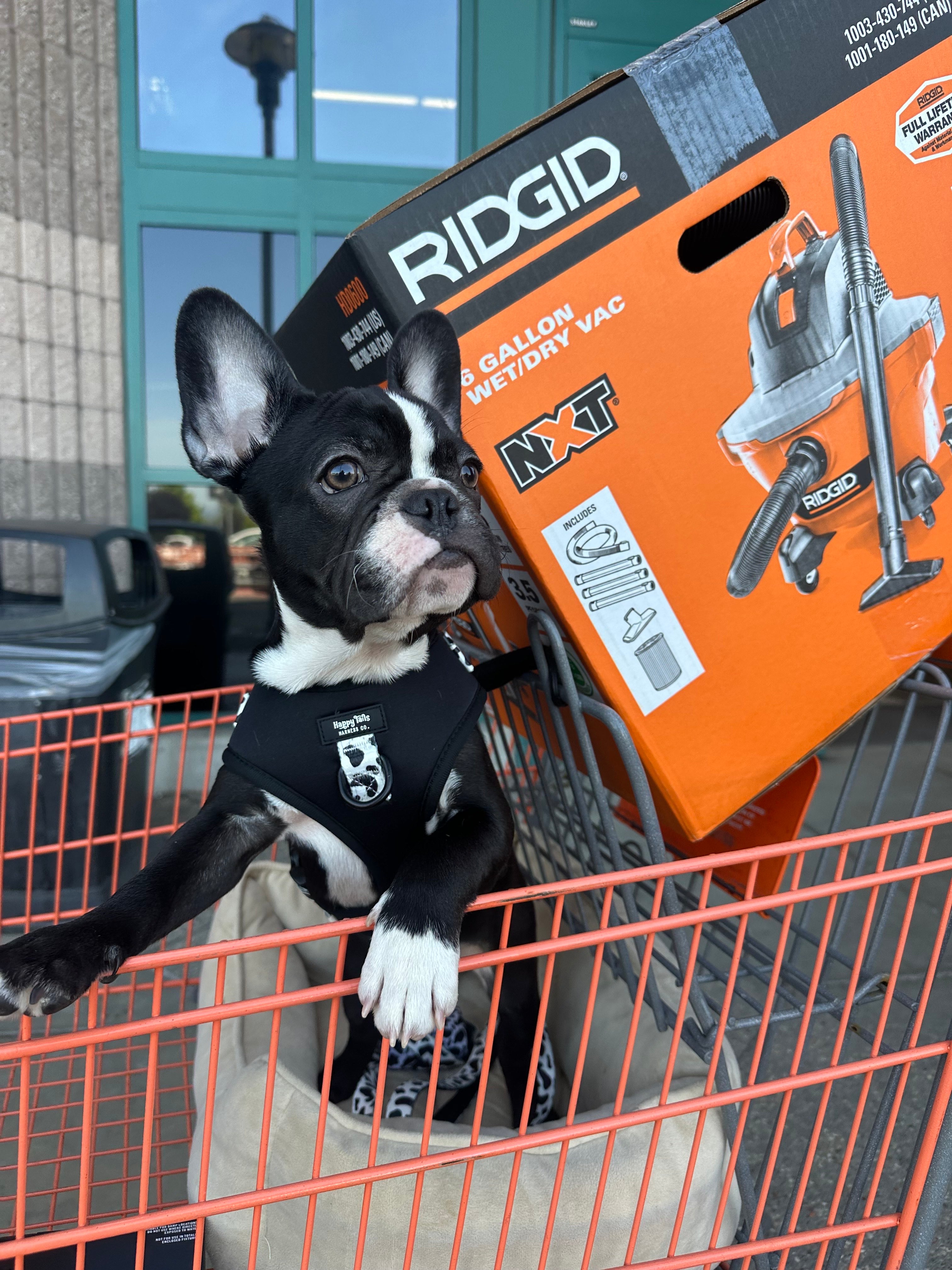 Dairy Dog Adjustable Harness