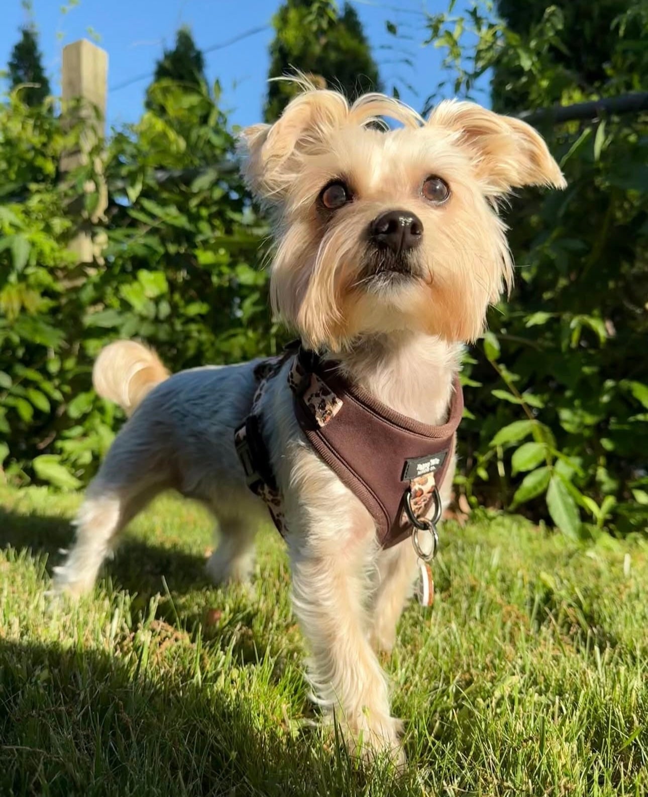 Run Wild Adjustable Harness