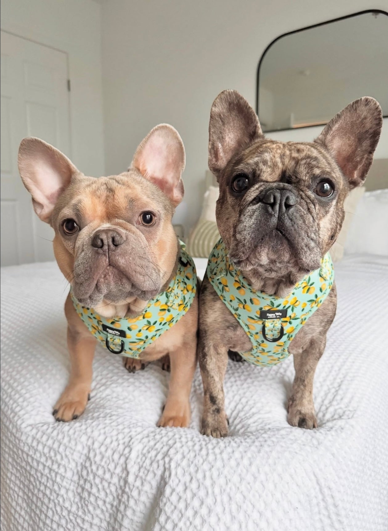 Lemon Drop Adjustable Harness