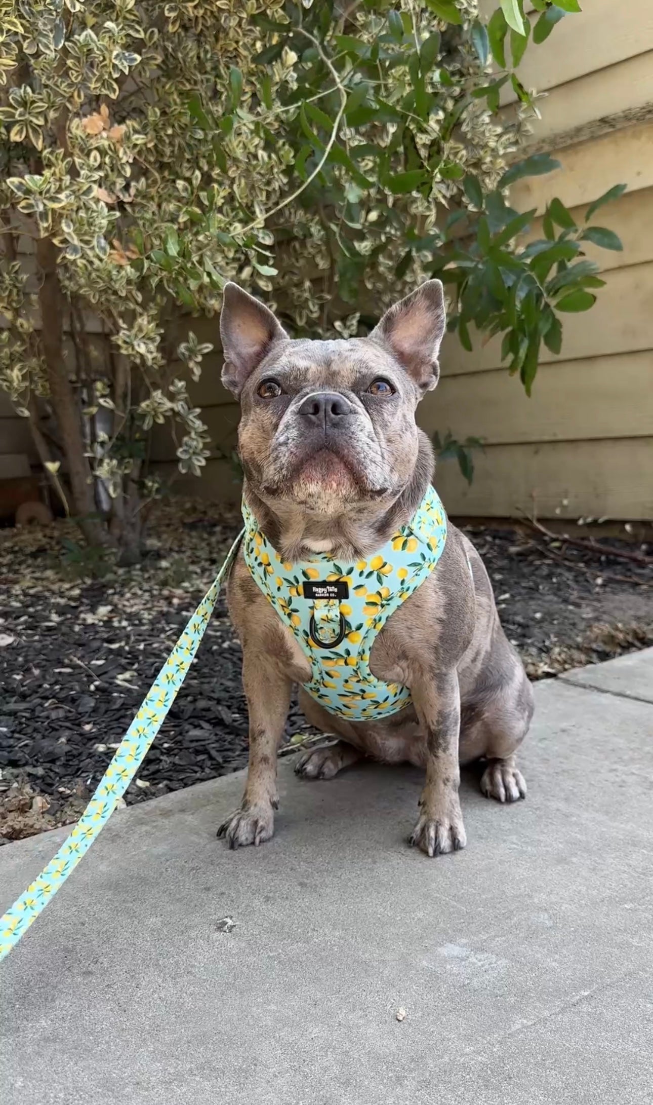 Lemon Drop Walking Set